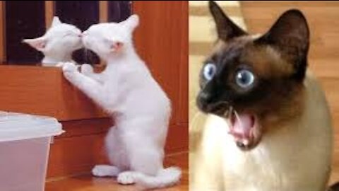 Cats talking!!😂 These cats can speak english better than hooman!!😂