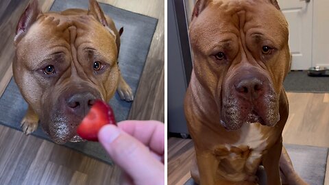 Gentle Pitbull Tries Strawberries For The First Time