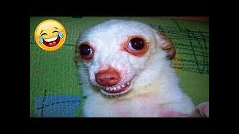 FUNNY DOGS COMPILATION TRY NOT TO LAUGH 😂😂😂