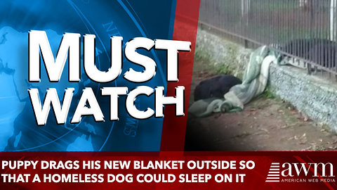 Rescued Puppy Drags Blanket Outside So That A Homeless Dog Could Sleep On It