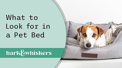 Dr. Becker Discusses What to Look for in a Pet Bed