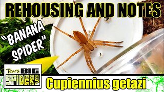 Cupiennius getazi "Banana Spider" Rehouse and Care