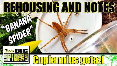 Cupiennius getazi "Banana Spider" Rehouse and Care