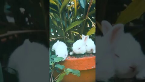 rabbit funny moments / best funny video / rabbit funny vedio