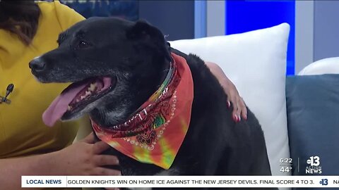 Pet of the week: Mimi