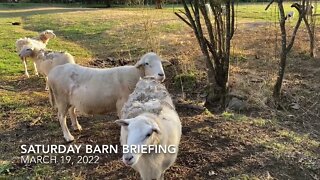 Barn Briefing - March 19, 2022