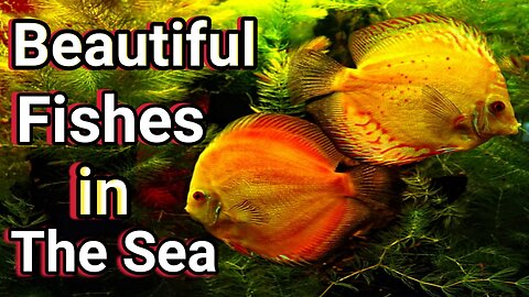 Beautiful Fishes In The Sea