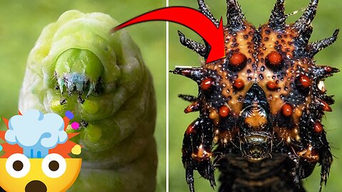 Why Did Caterpillars Stop Turning intoButterflies and Become Flesh EatingMonsters?