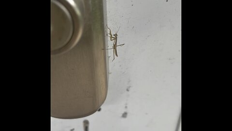 Baby Preying Mantis Discovered