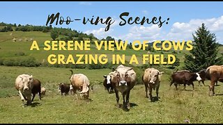 Moo-ving Scenes: A Serene View of Cows Grazing in a Field