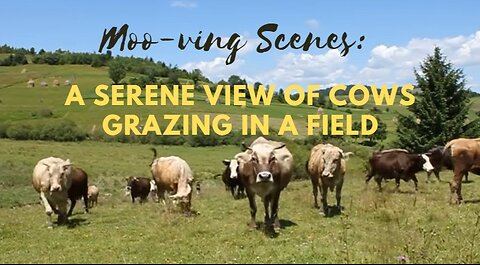Moo-ving Scenes: A Serene View of Cows Grazing in a Field