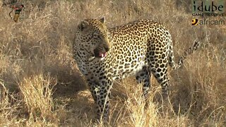 Leopard And Cub - Life Outside The Bushcamp - 36: Distracting A Dominant Male