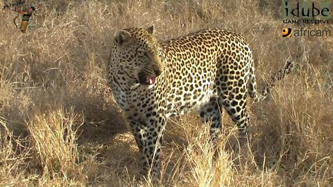 Leopard And Cub - Life Outside The Bushcamp - 36: Distracting A Dominant Male