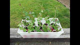 Planting Sweet Potato Slips 5/6/23
