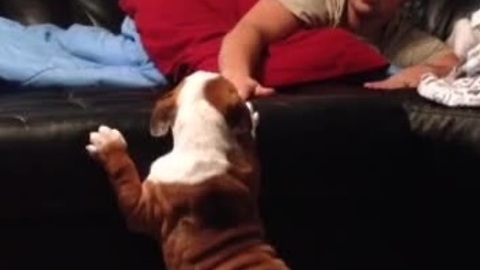 English Bulldog puppy struggles to conquer sofa