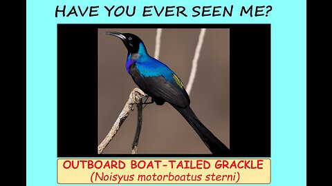 Outboard Boat-tailed Grackle: BS Guide to Non-Existent Birds. Specimen #2. Artificial (AI) Pet Birds