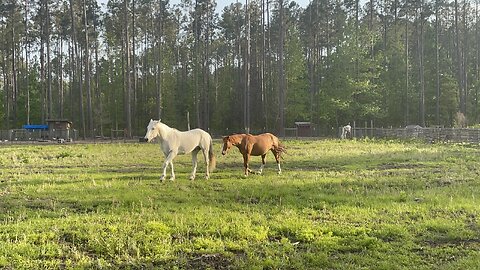 Rocket Joins the Herd