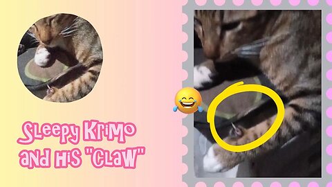 Kitten "claw" saves sleep - Krimo and his "last" claw/nail! #kittens #cats
