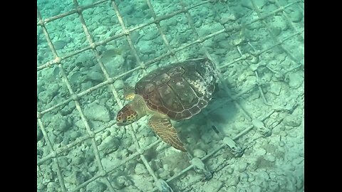 Sea Turtle at MSC Marine Reserve in the Bahamas 6-4-2024