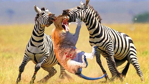 Horrible Chase! Zebra Grabs Neck, Knocks Down Lion To Escape Death Spectacularly In A Moment