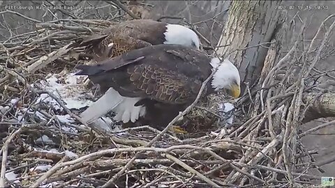 Hays Eagles Dad uses a stick tactic to incubate the 3 Eggs 2022 02 19 14:49
