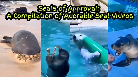 Seals of Approval: A Compilation of Adorable Seal Videos