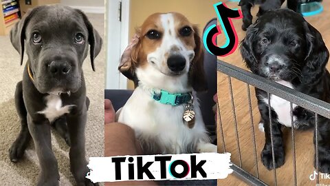 TikTok Animals - Funny and Cute Dog Video Compilation | Funny Mumma