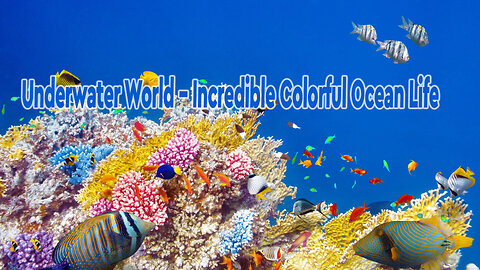 Underwater World - Incredible Colorful Ocean Life | Marine Life | Scenic Relaxation Film