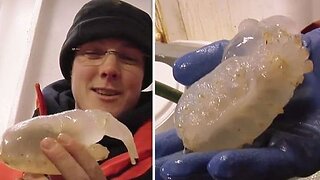 Insane Creatures Discovered Beneath The Ice In Antarctica