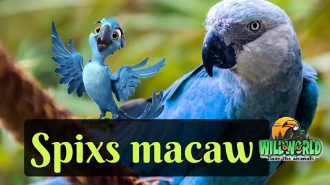 spixs macaw facts