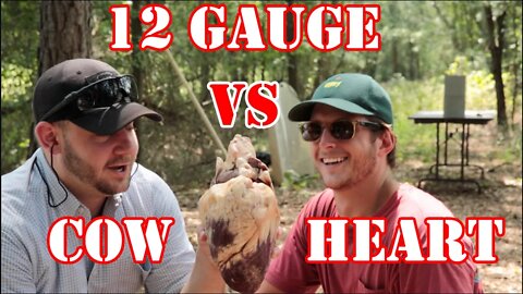 Cow Heart vs 12 Gauge...