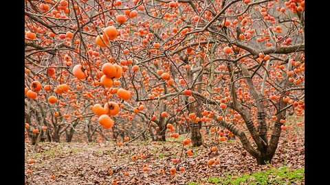 Amazing Benefits of Eating Persimmon Fruit | అమరఫలం తినడం వల్ల కలిగే అద్భుతమైన ప్రయోజనాలు | పసిమన్|