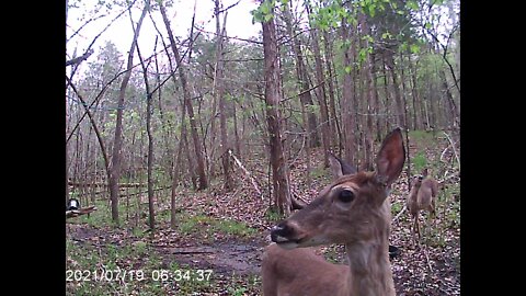 Trail Cam 5 13 21