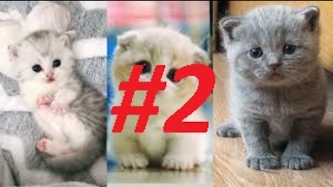 Best Cats In The Word #2