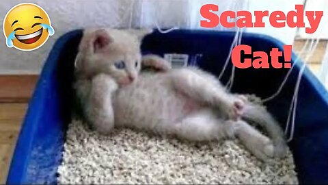 💥Funniest Scaredy Cat Home Videos Viral Weekly😂🙃of 2019| Funny Animal Videos👌