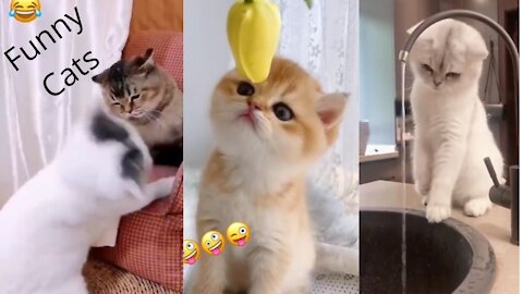 Funny Animals - Funny cats - pets videos - Funny clip