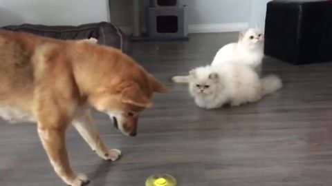 Dogs Love Playing With Fidget Spinner, But Cats Are Unimpressed
