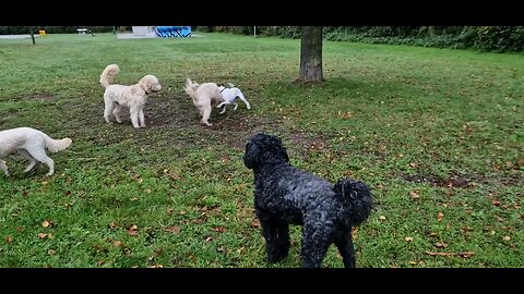 Happy dogs!