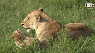 Rembo (Marsh Pride Lioness) And Cubs | Maasai Mara Lions | Zebra Plains