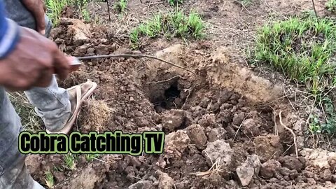 Cobra Catching TV: Dig a cave to catch snake Episode 06| How to catch Python Snake in Cave