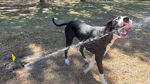 Funny Playful Great Dane Swipes Irrigation Marker Flag