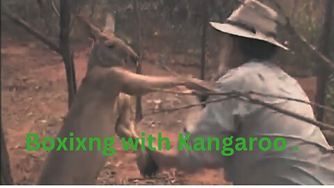 Kangaroo is boxing with it's boss.