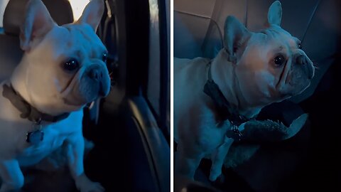 Frenchie Experiences Car Wash For The Very First Time