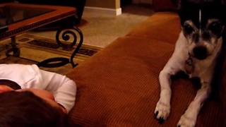 Adorable 4-year-old sings dog to sleep