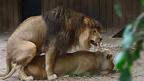 Animals loves lion loving couple . sach a amazing couple