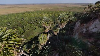 The Palms of Western Cuba (Hemithrinax, Copernicia, Coccothrinax etc.)