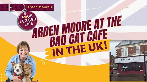 Live from the Bad Cat Cafe in Wallsend UK!