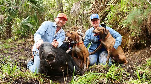 Hunting Feral Hogs with Dogs - Catching BIG HOGS!