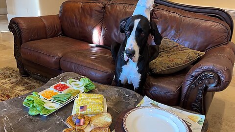 Happy Great Dane chefs celebrate Memorial day with tasty burgers