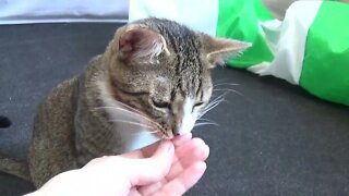 This Little Cat Wants to Be Handfed